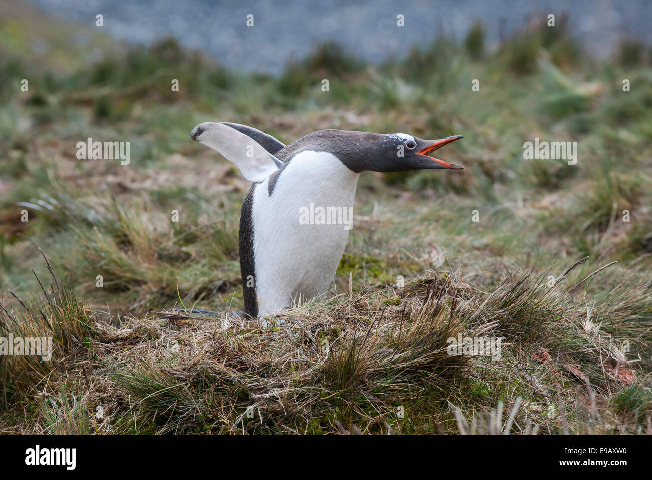 Gentoo pingouin (Pygoscelis papua), de Grytviken, en Géorgie du Sud et les îles Sandwich du Sud, Royaume-Uni Banque D'Images