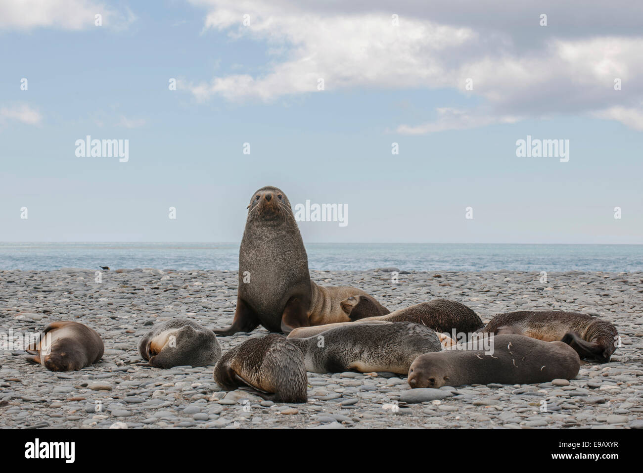 Les Otaries à fourrure antarctique (Arctocephalus gazella), bull avec son harem sur la plage, la plaine de Salisbury, la Géorgie du Sud Banque D'Images