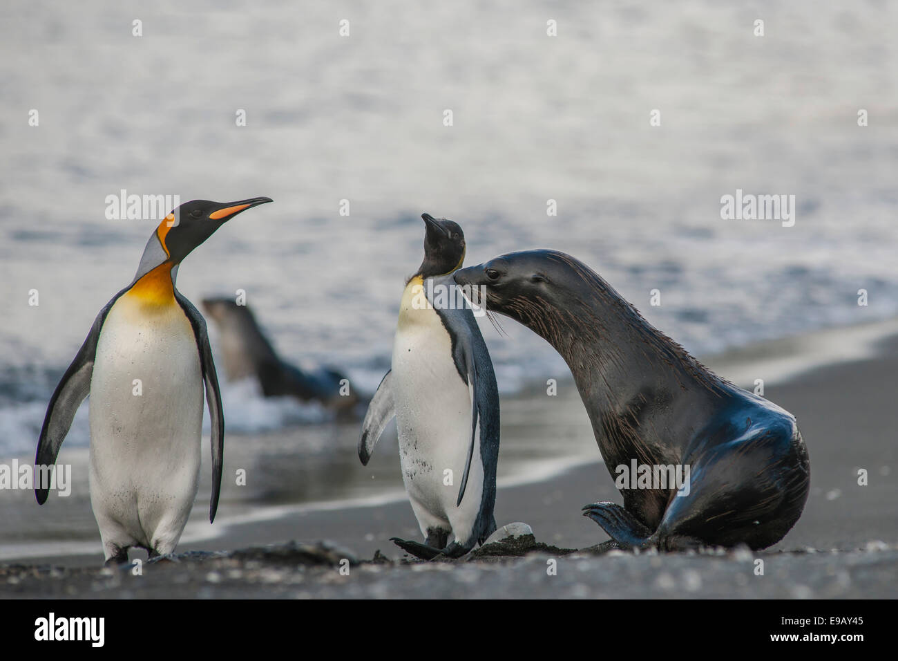 Argentina (Arctocephalus gazella) sur la plage avec des manchots royaux (Aptenodytes patagonicus), la plaine de Salisbury, au Sud Banque D'Images