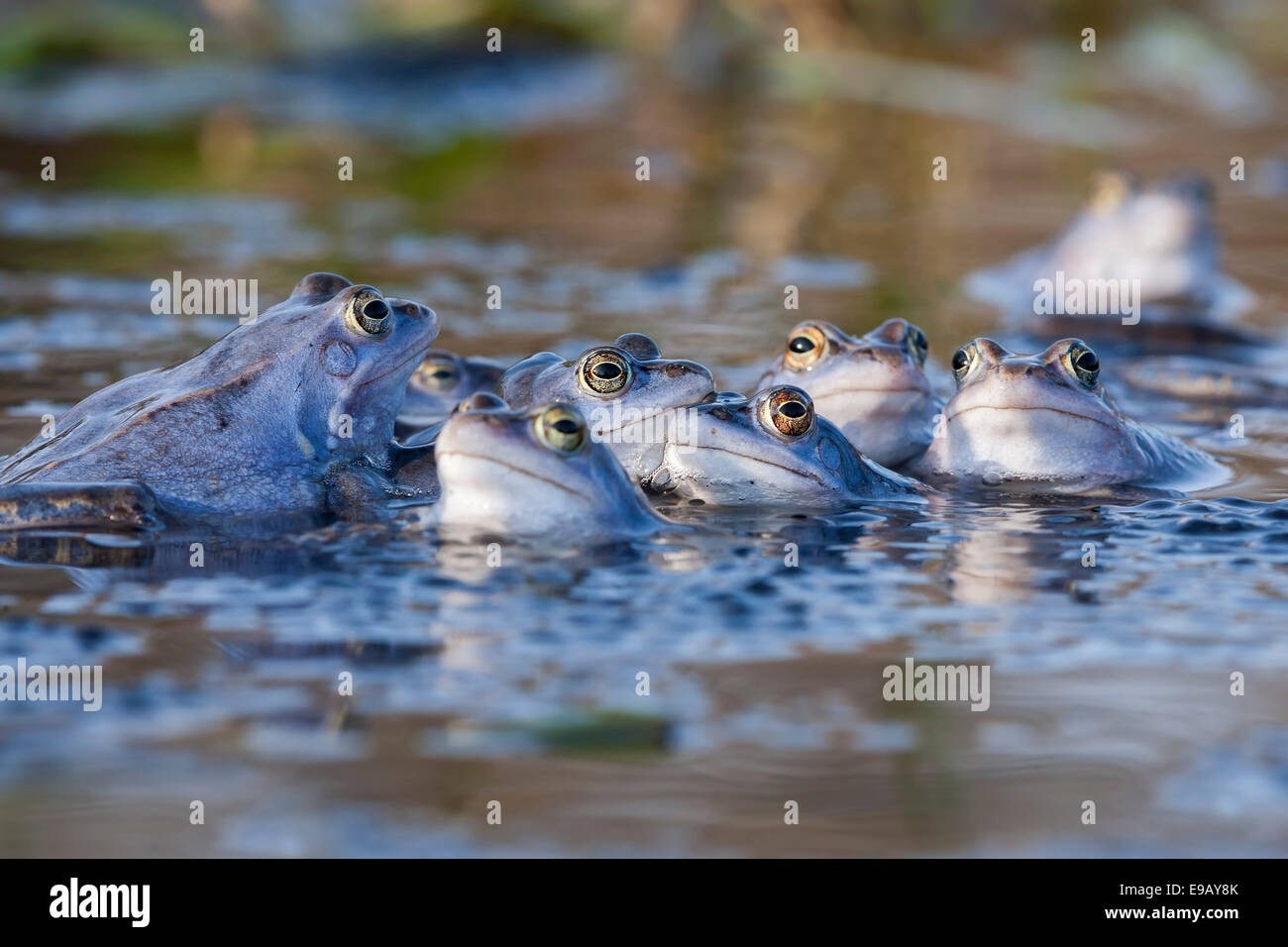 Moor grenouilles (Rana arvalis), la saison des amours, les mâles de couleur bleue, explosif, éleveurs de l'Elbe moyenne, Saxe-Anhalt, Allemagne Banque D'Images