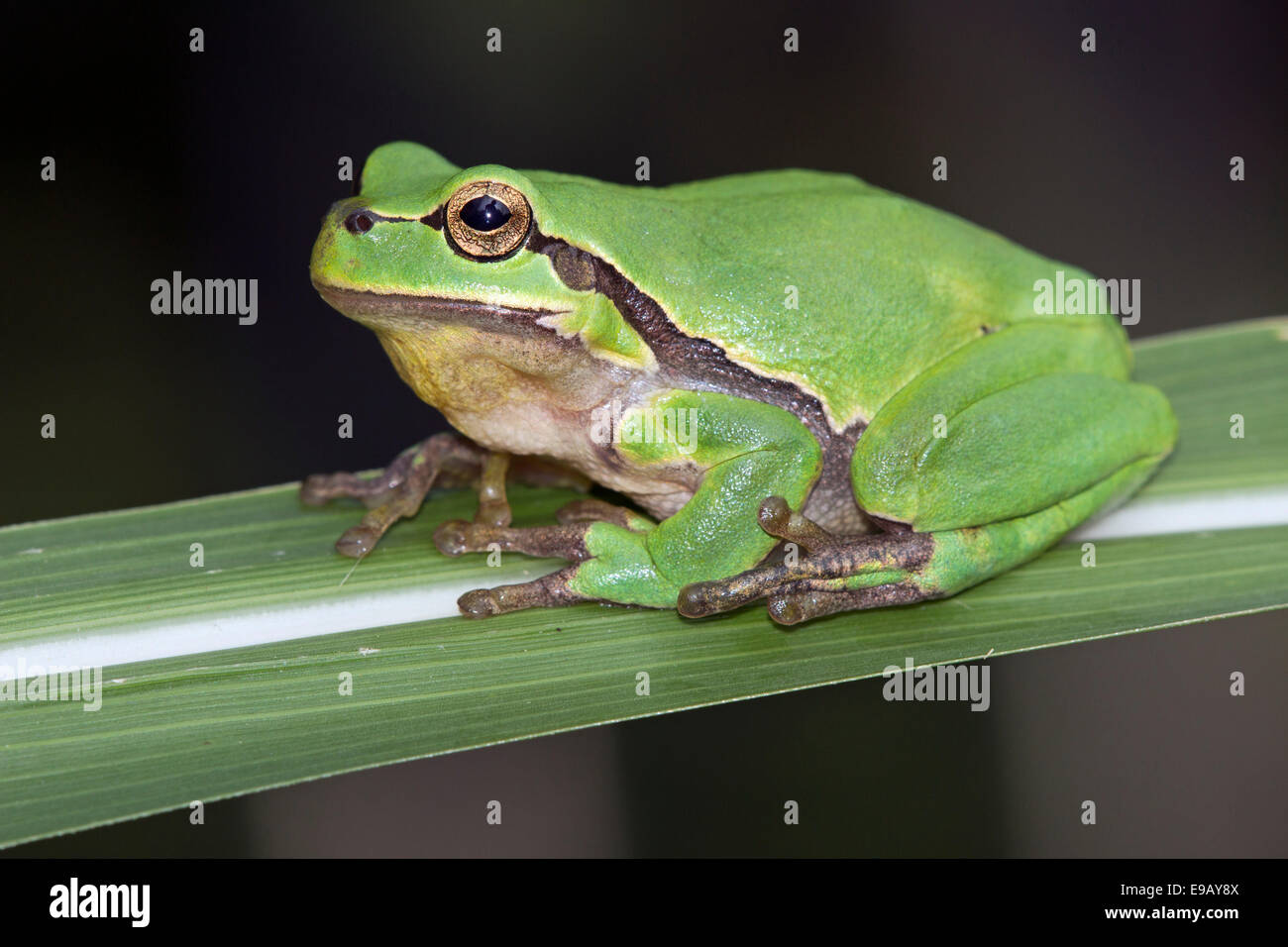 Hyla arborea), moyen de l'Elbe, Saxe-Anhalt, Allemagne Banque D'Images