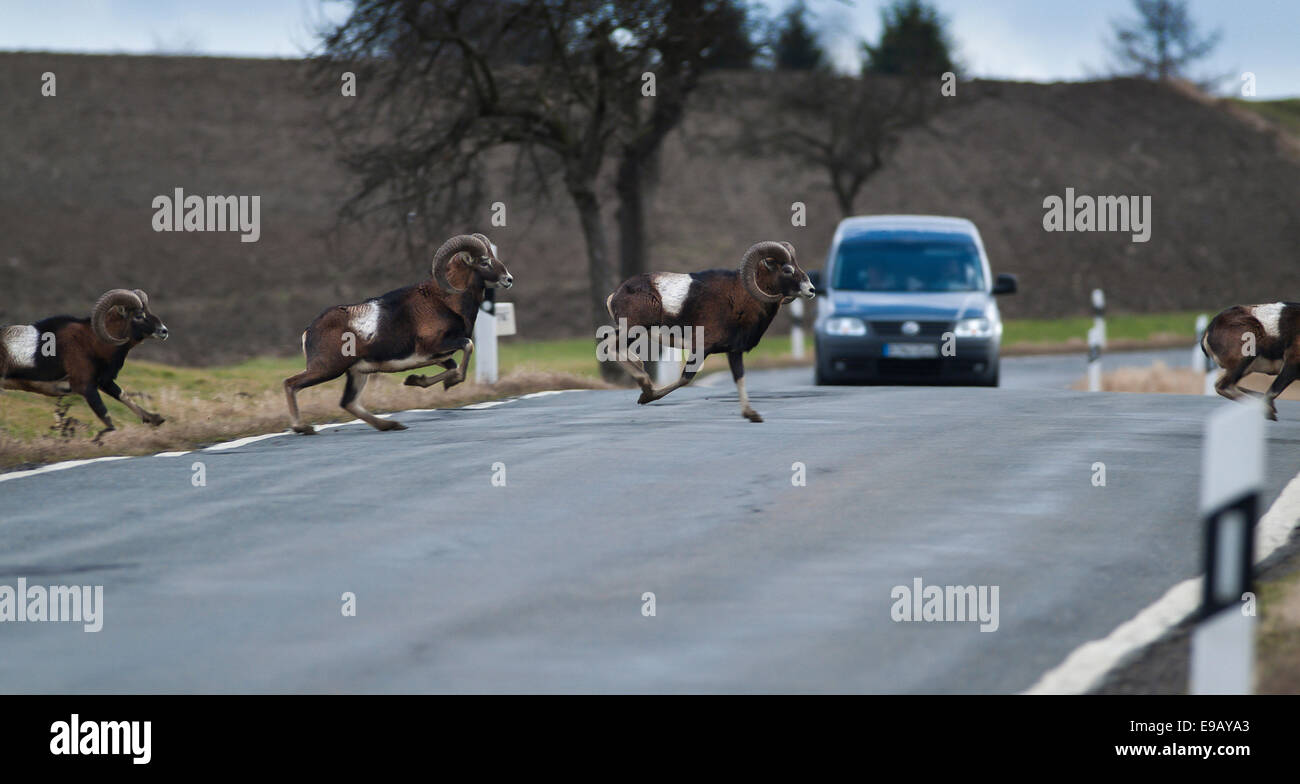 Mouflon sauvage (Ovis orientalis orientalis) Groupe de travail via une route, derrière une voiture s'arrête, Neundorf, Bad Lippspringe, Thuringe Banque D'Images