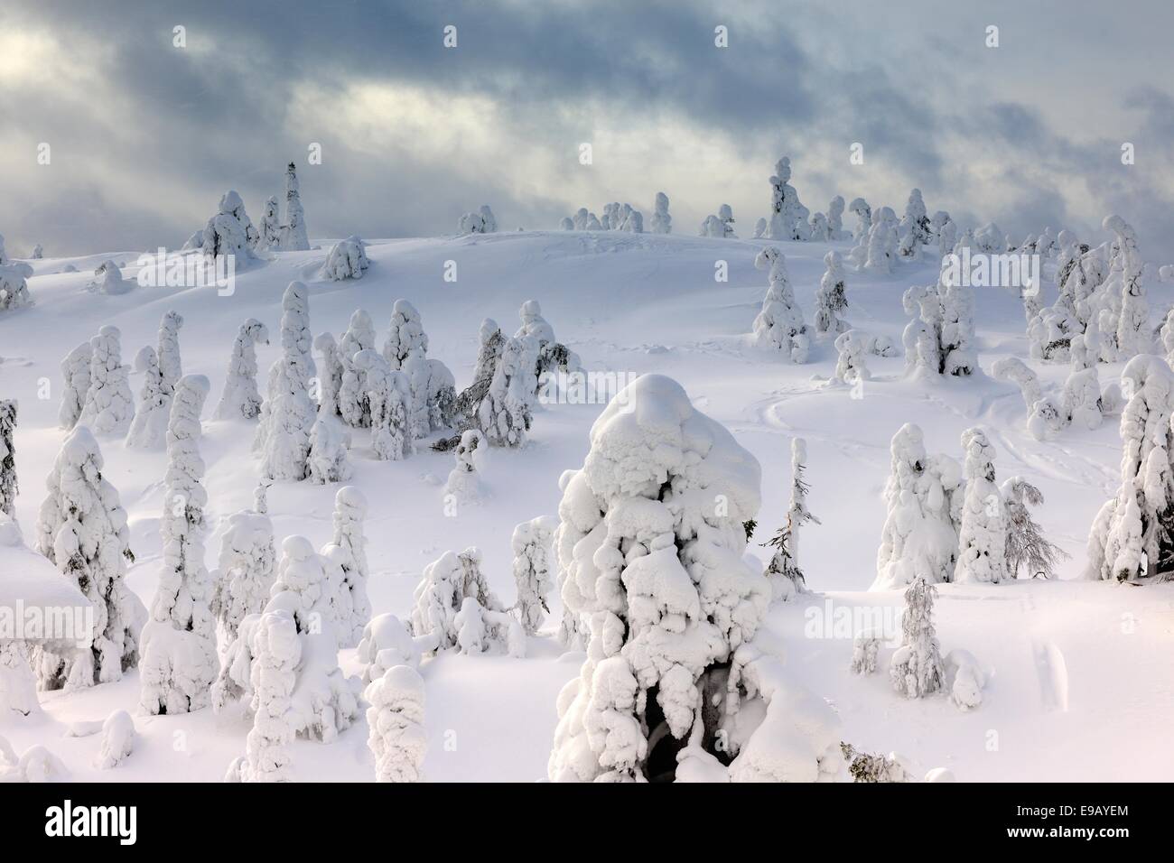 Pins de montagne couverte de neige dans une tempête hivernale dans la région de Holly Springs, Kuusamo, Finlande Banque D'Images