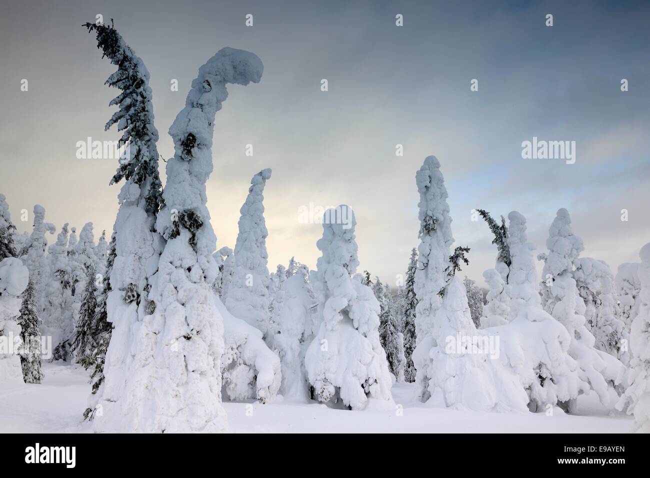 Pins de montagne couverte de neige dans une tempête hivernale dans la région de Holly Springs, Kuusamo, Finlande Banque D'Images