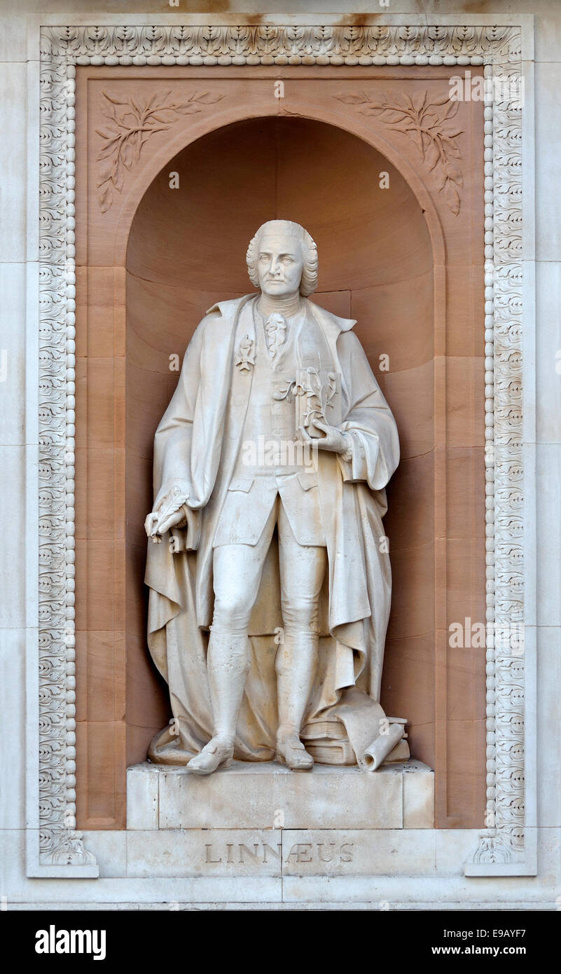 Londres, Angleterre, Royaume-Uni. Statue sur façade de No 6 Burlington Gardens (Royal Academy / Burlington House) Carl Linnaeus Banque D'Images