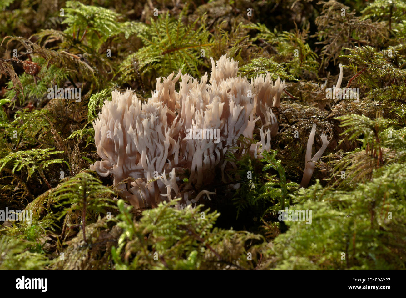 Champignon de corail blanc à crête ou CoralFungus (Clavulina coralloides), Bade-Wurtemberg, Allemagne Banque D'Images