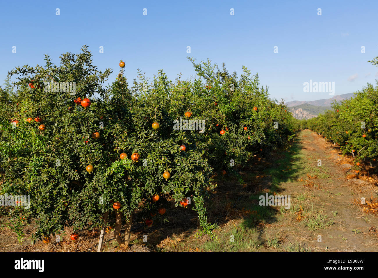 Plantation, Arbres de Grenade (Punica granatum), Dalyan, Turquie Banque D'Images