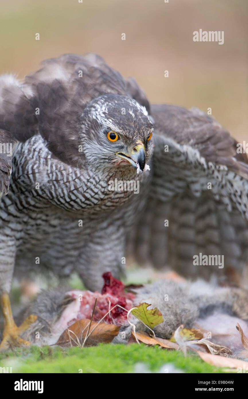 L'Autour des palombes (Accipiter gentilis) avec les proies, lapin, Bade-Wurtemberg, Allemagne Banque D'Images