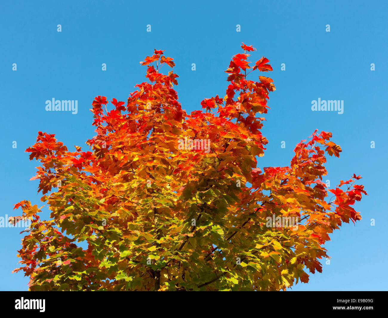 L'érable (Acer sp.) aux couleurs de l'automne Banque D'Images