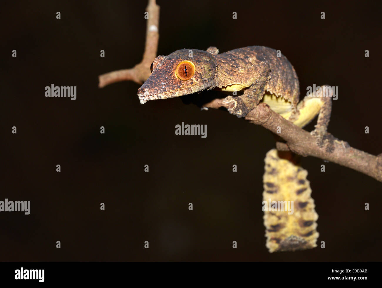 Henkel's gecko à queue de feuille ou feuilles plumeuse-tail Gecko Uroplatus henkeli), (Daraina, Madagascar Banque D'Images