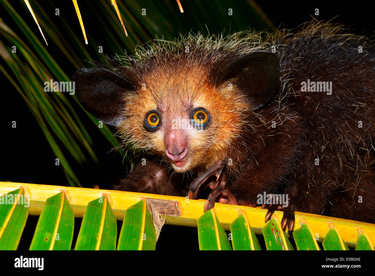 Aye-aye (Daubentonia madagascariensis), le Parc National de Masoala, à Madagascar Banque D'Images