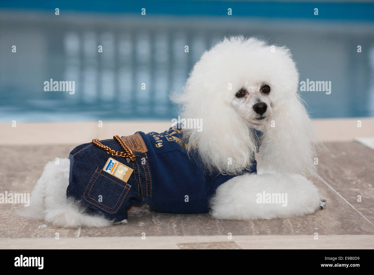 Caniche blanc denim avec costume et d'une carte de crédit Visa à la piscine Banque D'Images