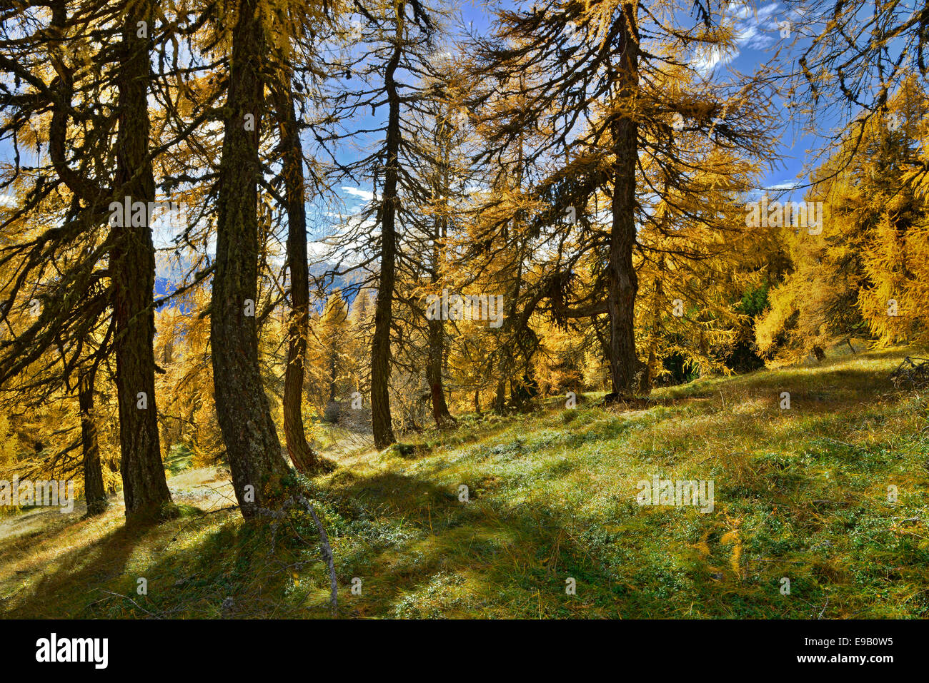 Mélèze d'Europe Larix decidua (mélèze), prairies, Obernbergtal Vallée, Tyrol, Autriche Banque D'Images