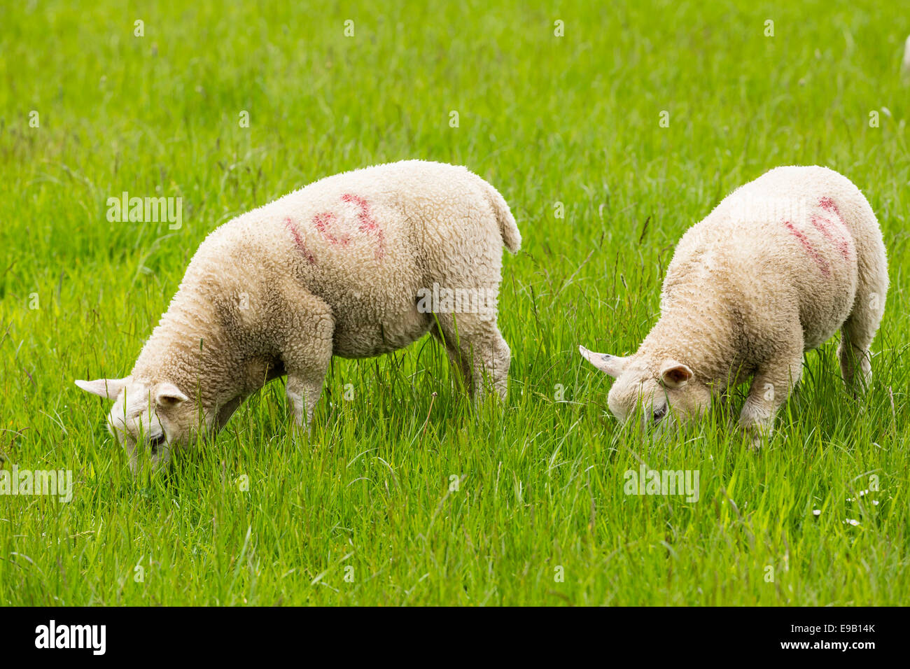 Moutons dans un pré, Belford, Northumberland, England, United Kingdom Banque D'Images