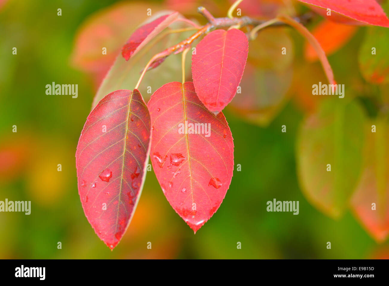 L'Amélanchier (Amelanchier laevis Allegheny), feuilles colorées en automne, Bade-Wurtemberg Banque D'Images