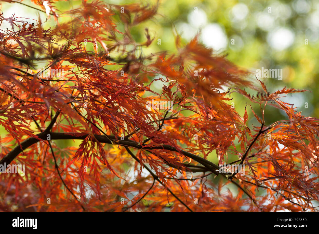 Acer palmatum dans le jardin japonais du parc Clingendael, La Haye, Hollande méridionale, Pays-Bas. Couleurs d'automne en abondance. Banque D'Images