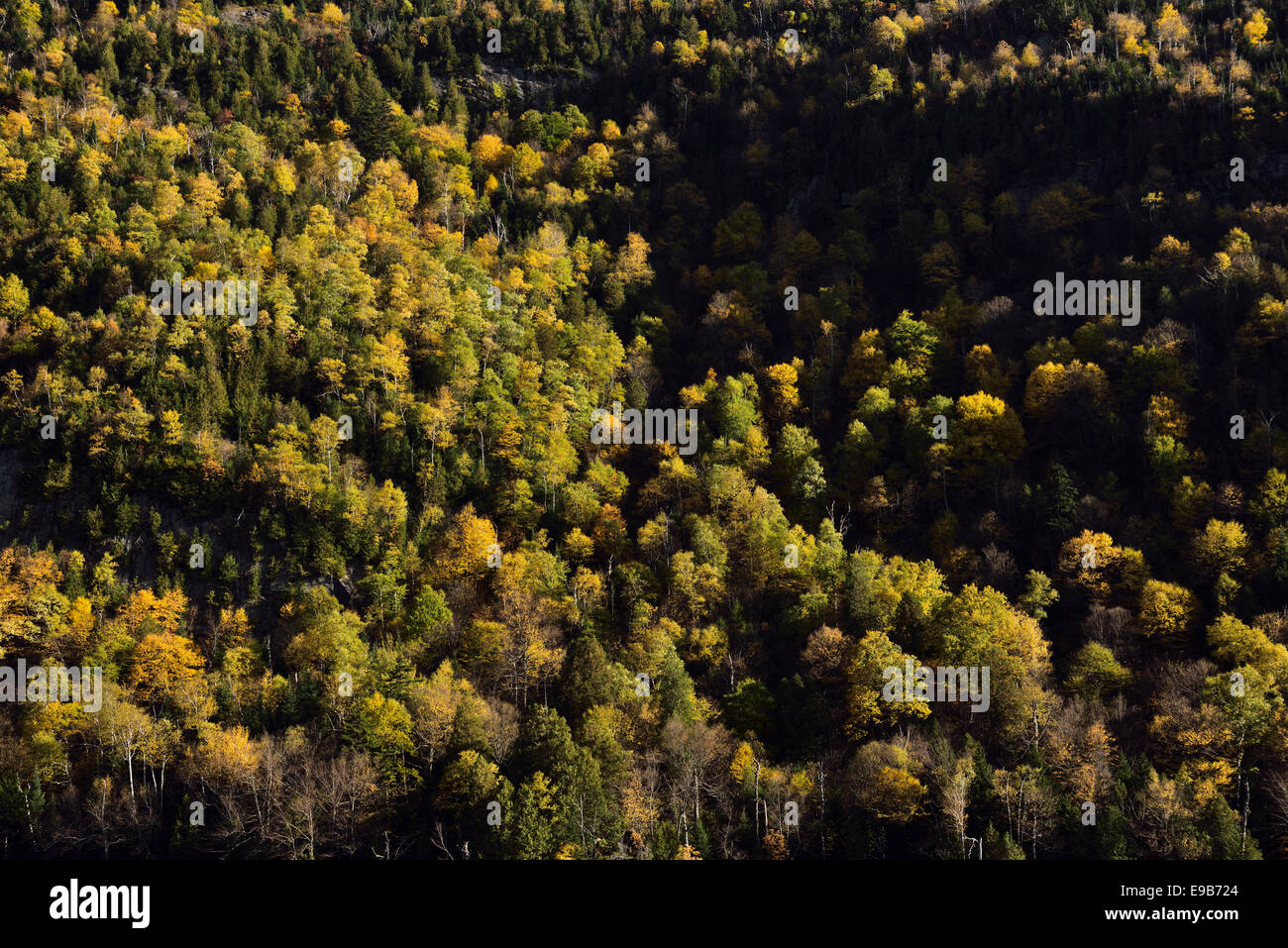 Sidelit arbres sur la pente abrupte du mont Cascade en bas dans le lac du parc des Adirondacks, New York Banque D'Images
