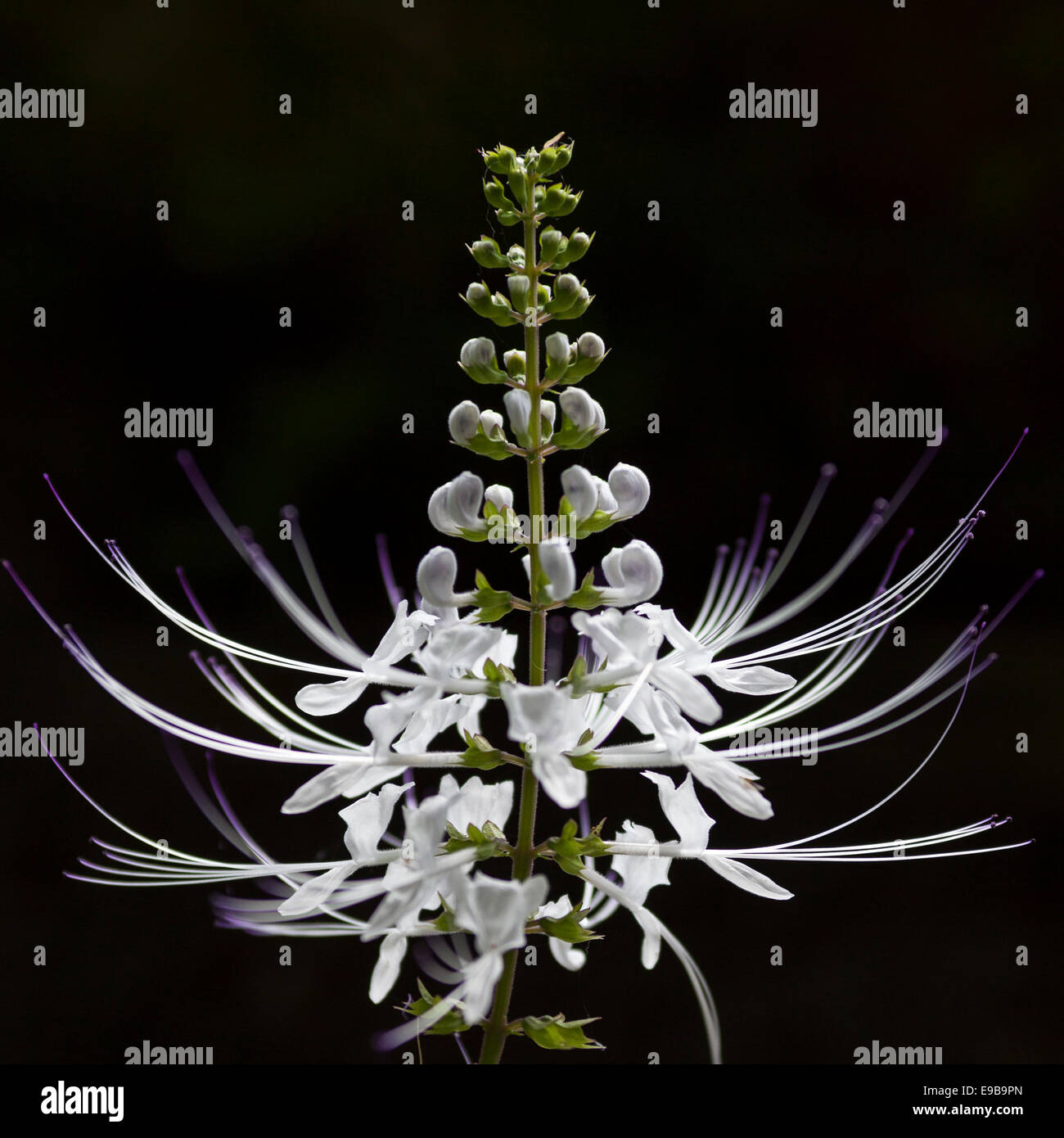 'Cat's Whiskers" ou "thé de Java" [fleur] Orthosiphon aristatus, 'close up' détail contre [fond noir] Banque D'Images