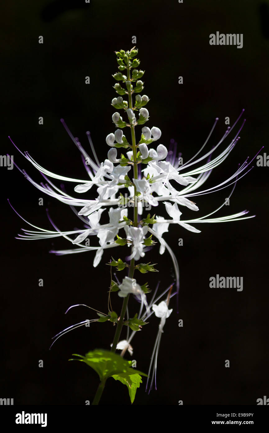 Plateau 'Java' ou 'Cat's Whiskers" [plante] Orthosiphon aristatus, 'close up' détail contre [fond noir] Banque D'Images