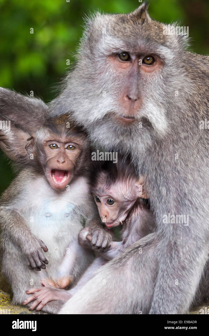 Monkey family portrait de groupe, "macaques à longue queue' 'Macaca fascicularis', [] Forêt des Singes d'Ubud, Bali, Indonésie Banque D'Images