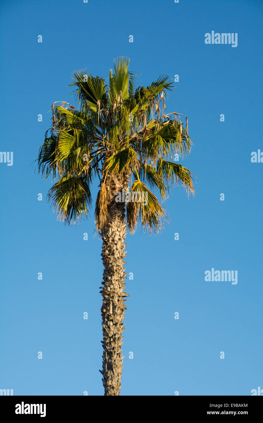 Palm tree, La Jolla, Californie. Banque D'Images