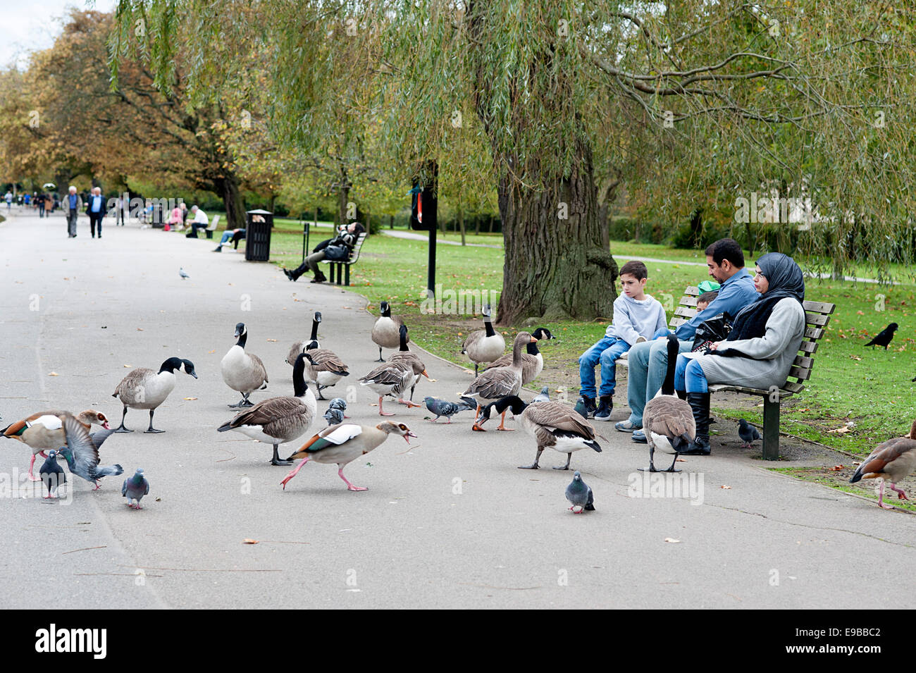 Nourrir les oiseaux de la famille assise sur un banc à Regents Park entouré par les oies . Banque D'Images