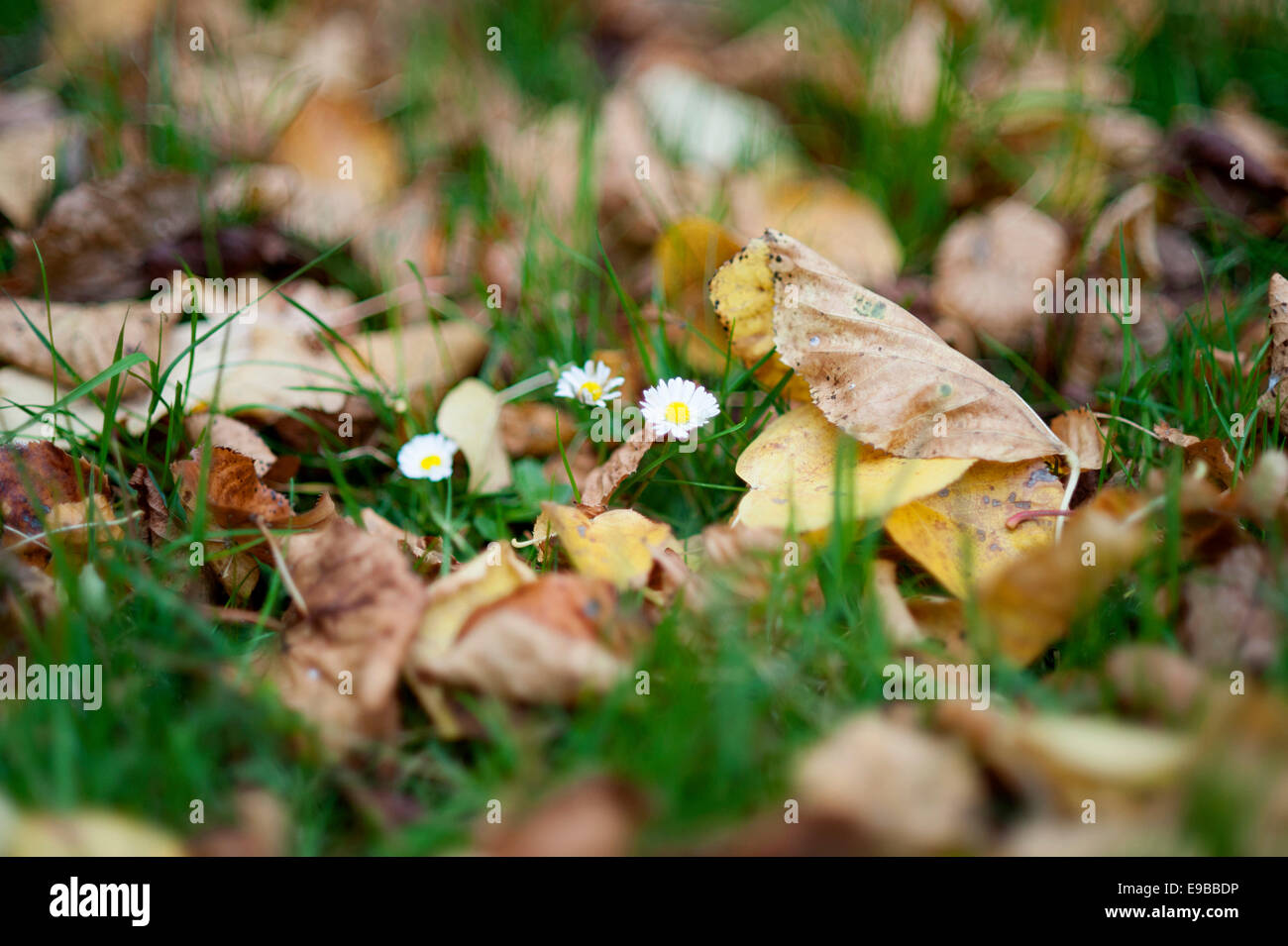 L'automne les feuilles mortes dans Regents Park, London groupe surround de marguerites fraîches Banque D'Images