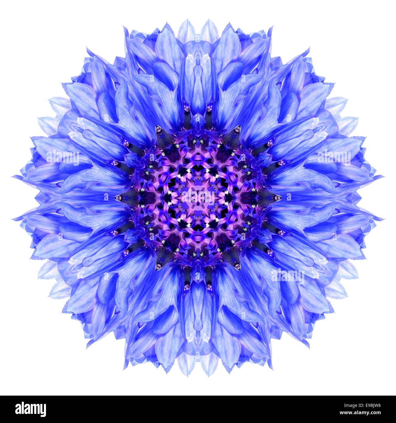 Bleuet bleu Mandala fleur. Kaléidoscope de Centaurea cyanus isolé sur fond blanc. Beau miroir naturel patter Banque D'Images