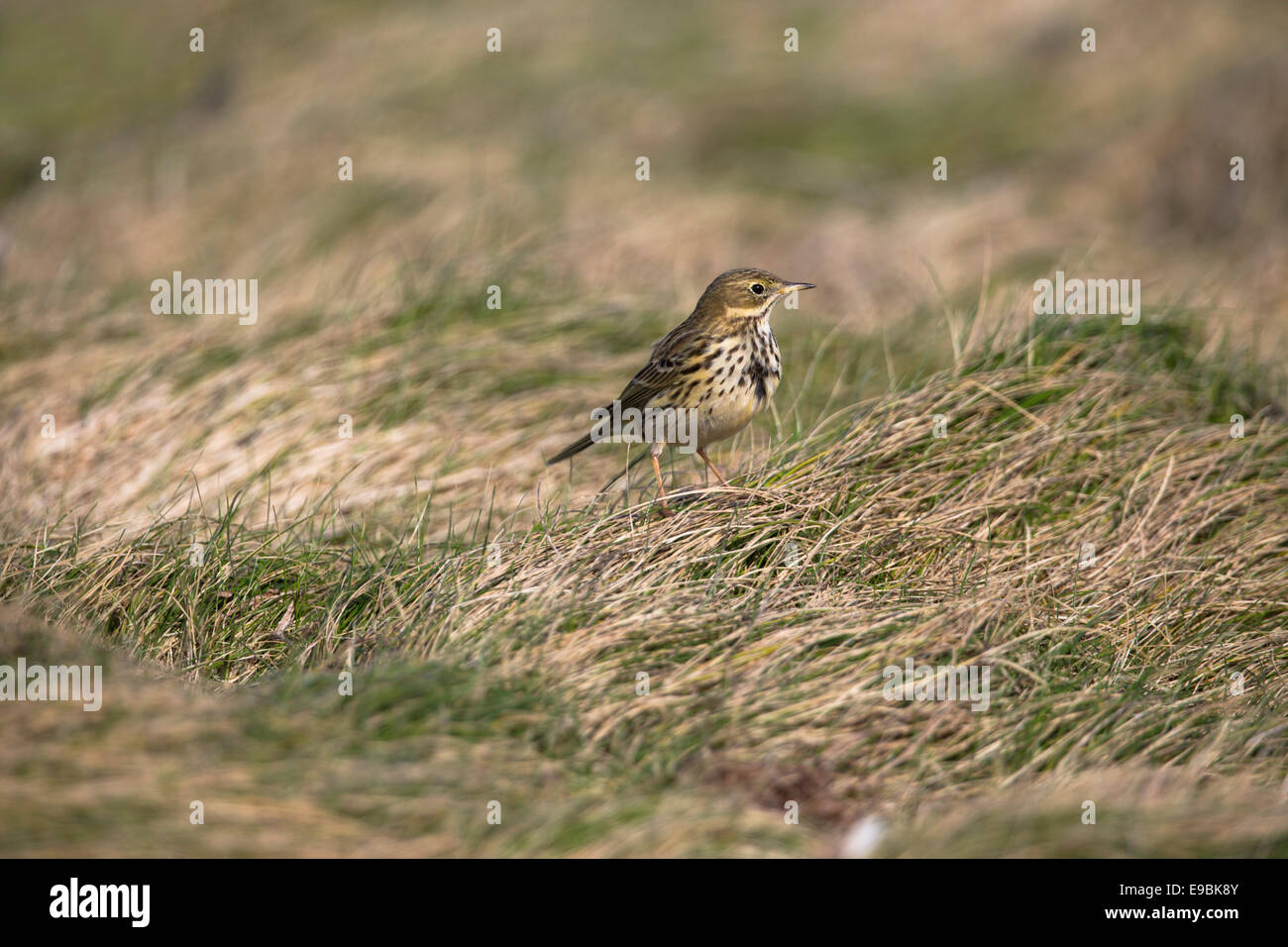Pipit Anthus pratensis Meadow ; ; ; Cornwall UK Banque D'Images