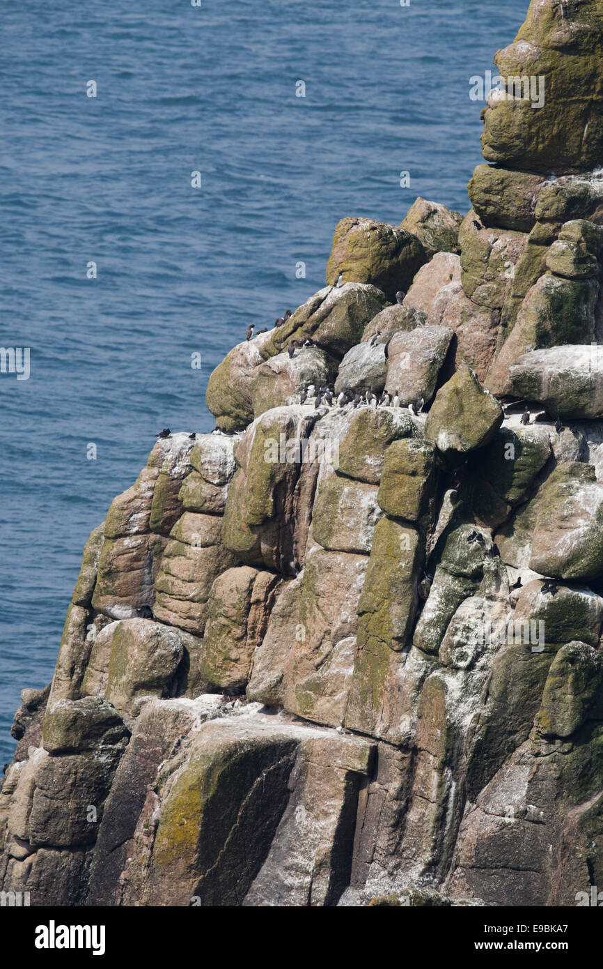 Les oiseaux de mer sur le chevalier armé ; Land's End, Cornwall, UK Banque D'Images