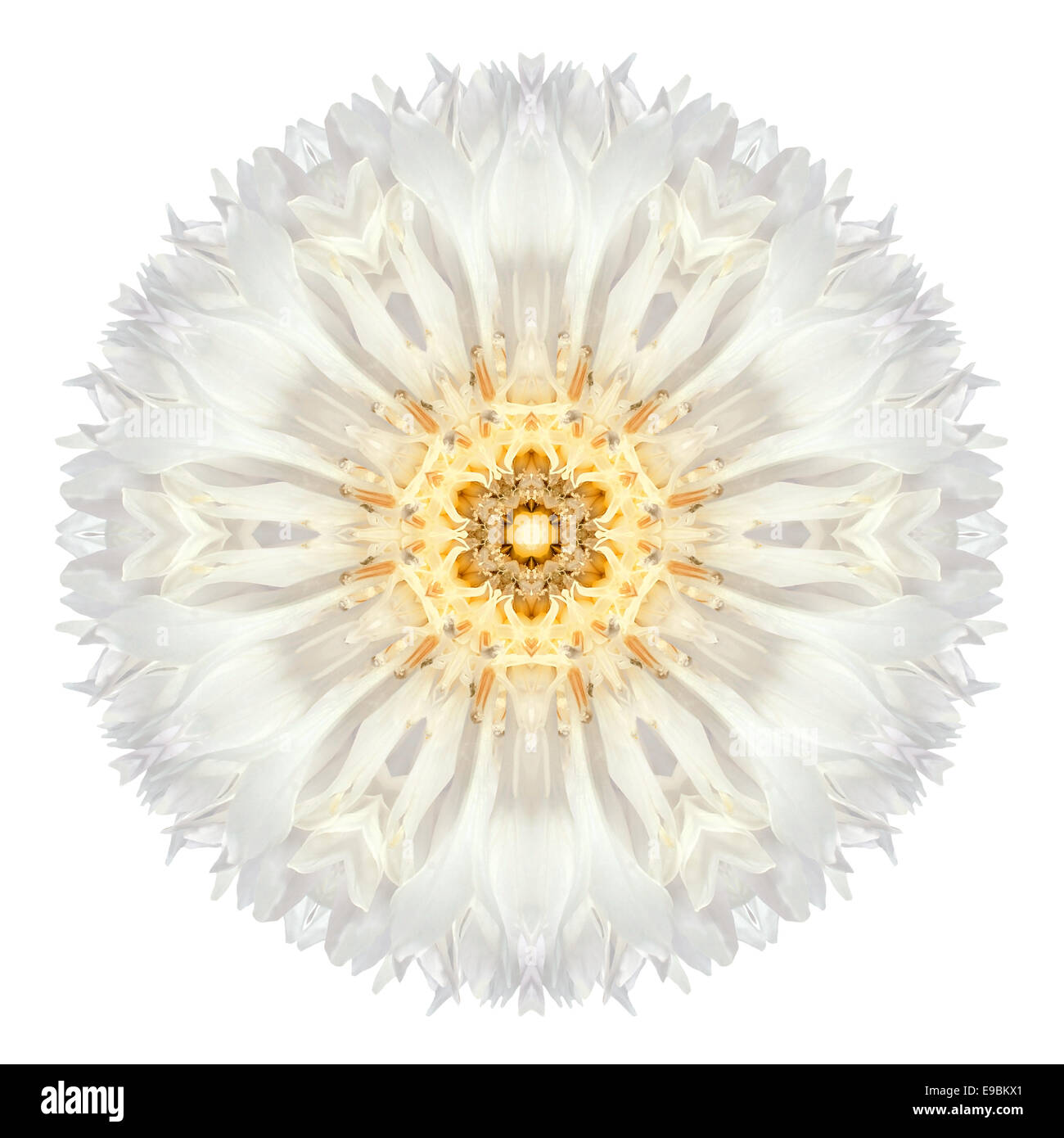 Bleuet blanc Fleur Mandala. Kaléidoscope de Centaurea cyanus isolé sur fond blanc. Belle patte en miroir naturel Banque D'Images