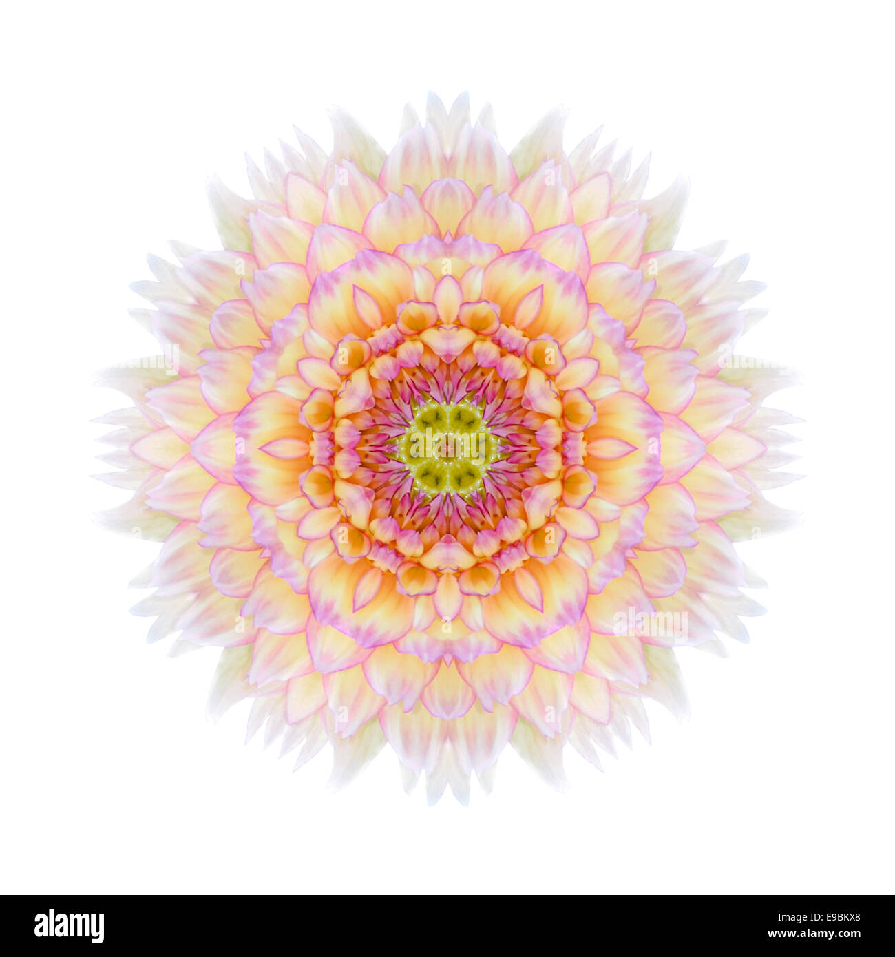 Fleur de chrysanthème concentriques rose isolé sur fond uni. Mandala kaléidoscopique de conception. Beau miroir naturel patt Banque D'Images