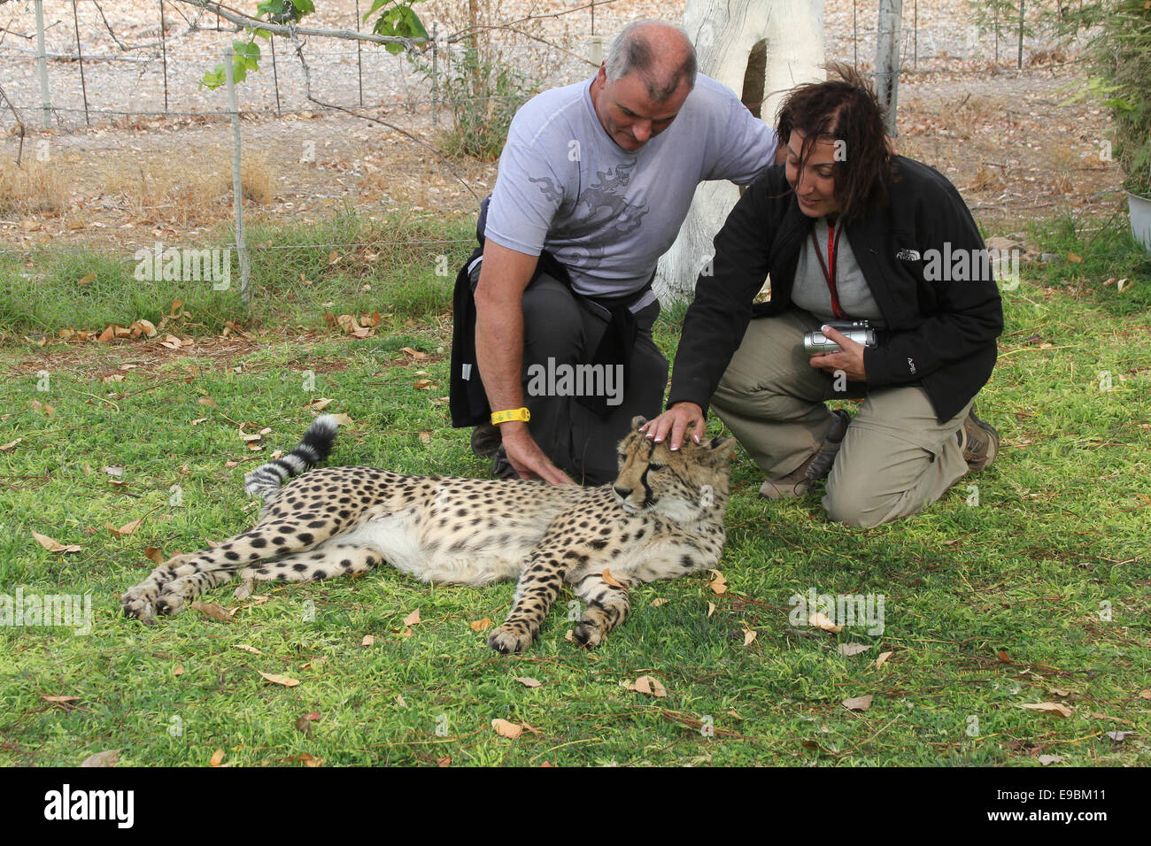 Les visiteurs d'un sanctuaire Cheetah park en Namibie Banque D'Images