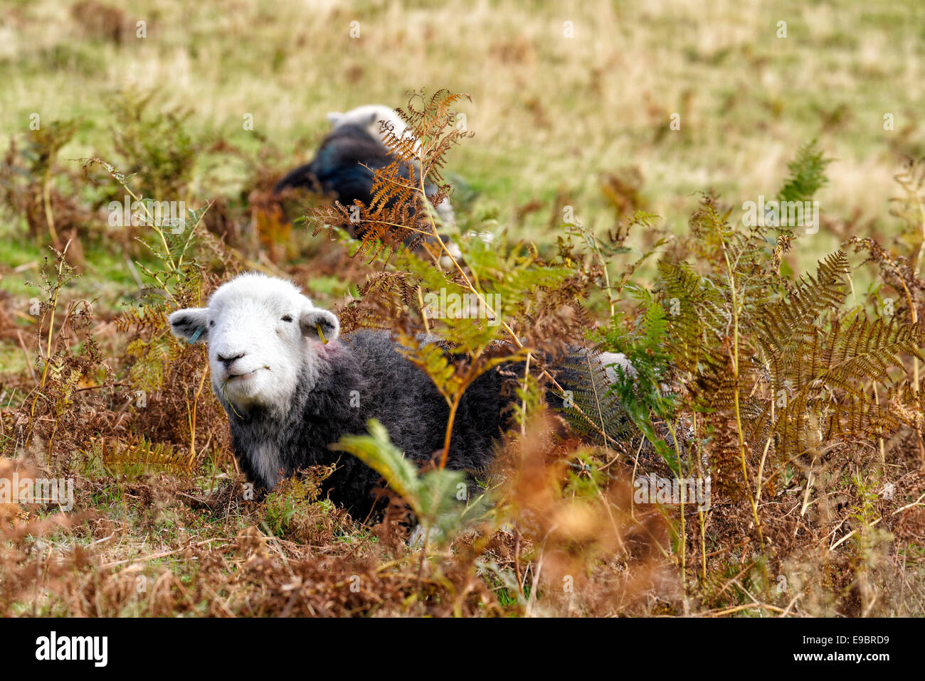 Face blanc traditionnel de la brebis herdwick cumbria, couché dans les fougères Banque D'Images