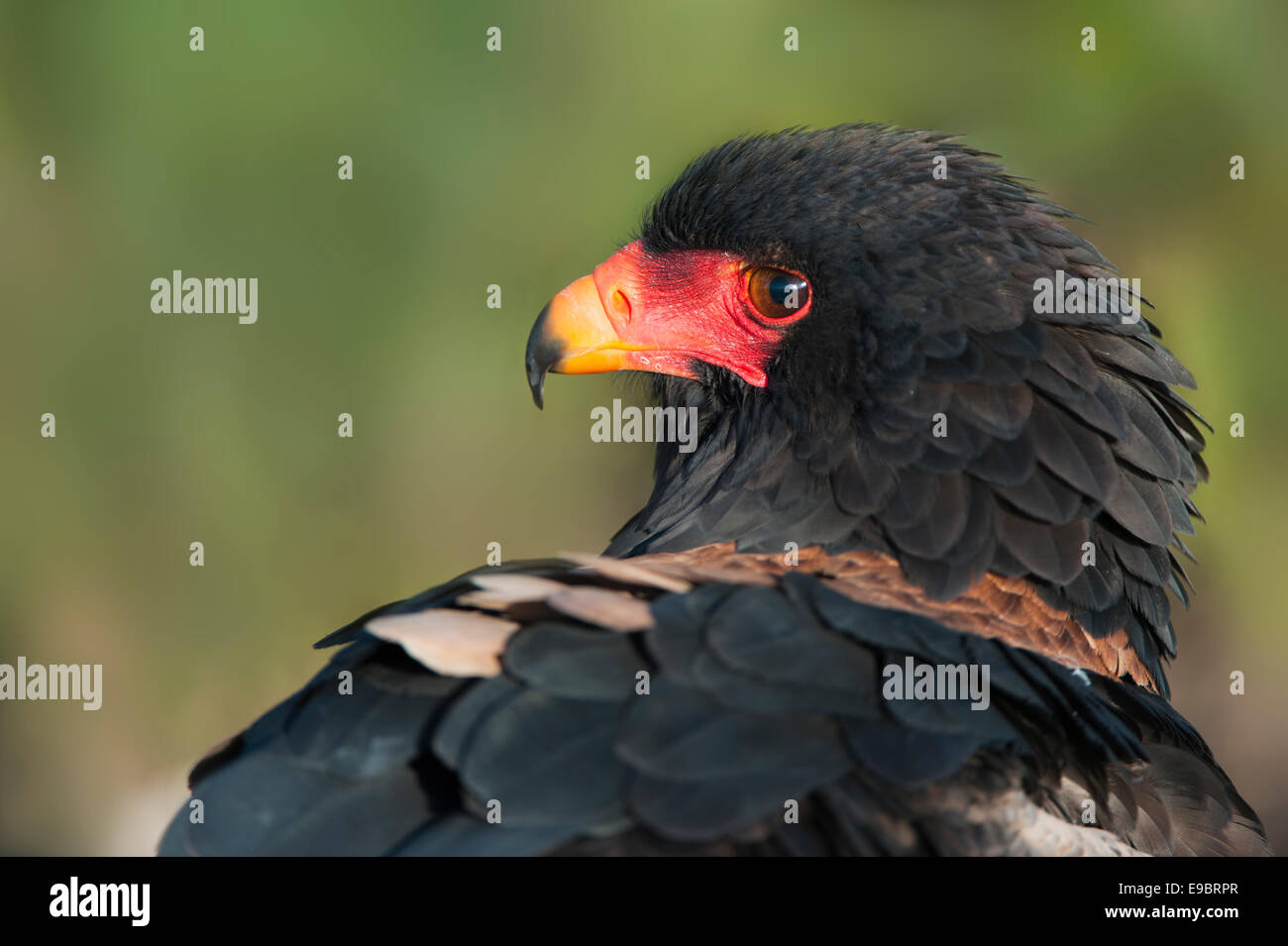 Portrait d'un bateleur Banque D'Images