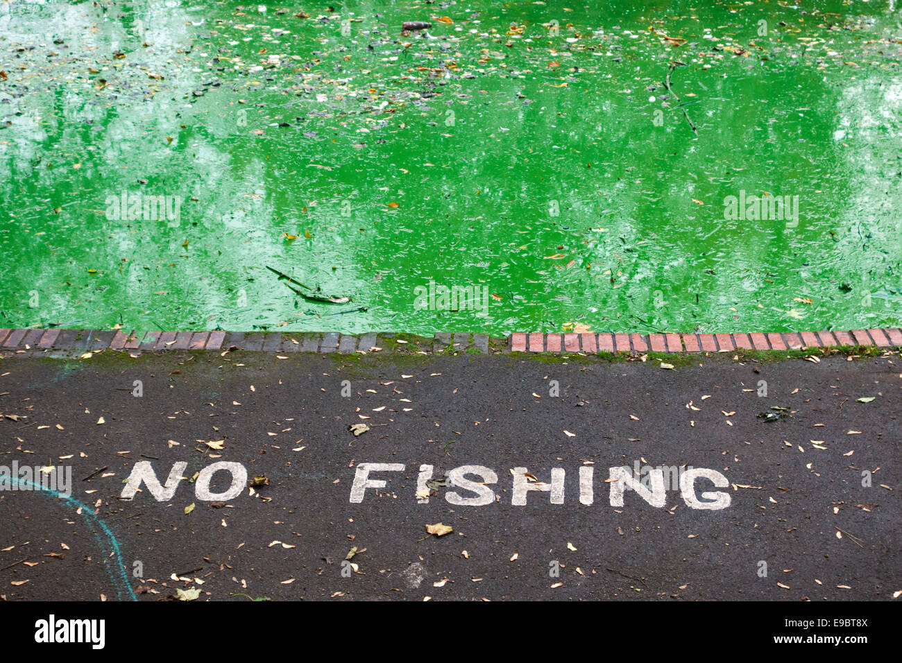 Une écume épaisse (ou fleur) d'algues bleu-vert toxiques (cyanobactéries) dans un lac dans un parc public à Bristol, Royaume-Uni Banque D'Images