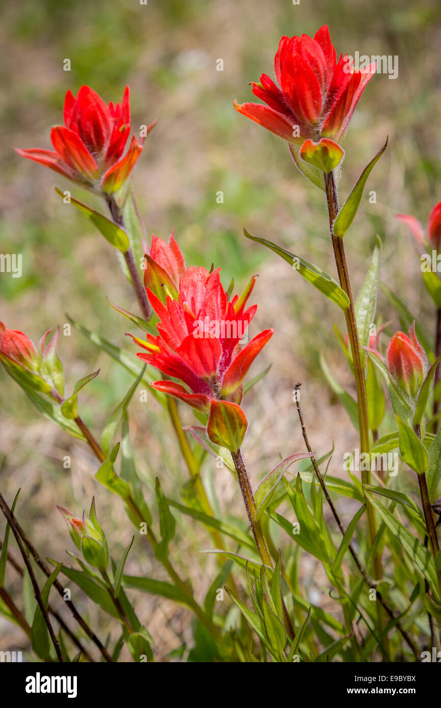 Fleurs rouge sauvage à côté route, Banff National Park, Alberta, Canada, Amérique du Nord. Banque D'Images