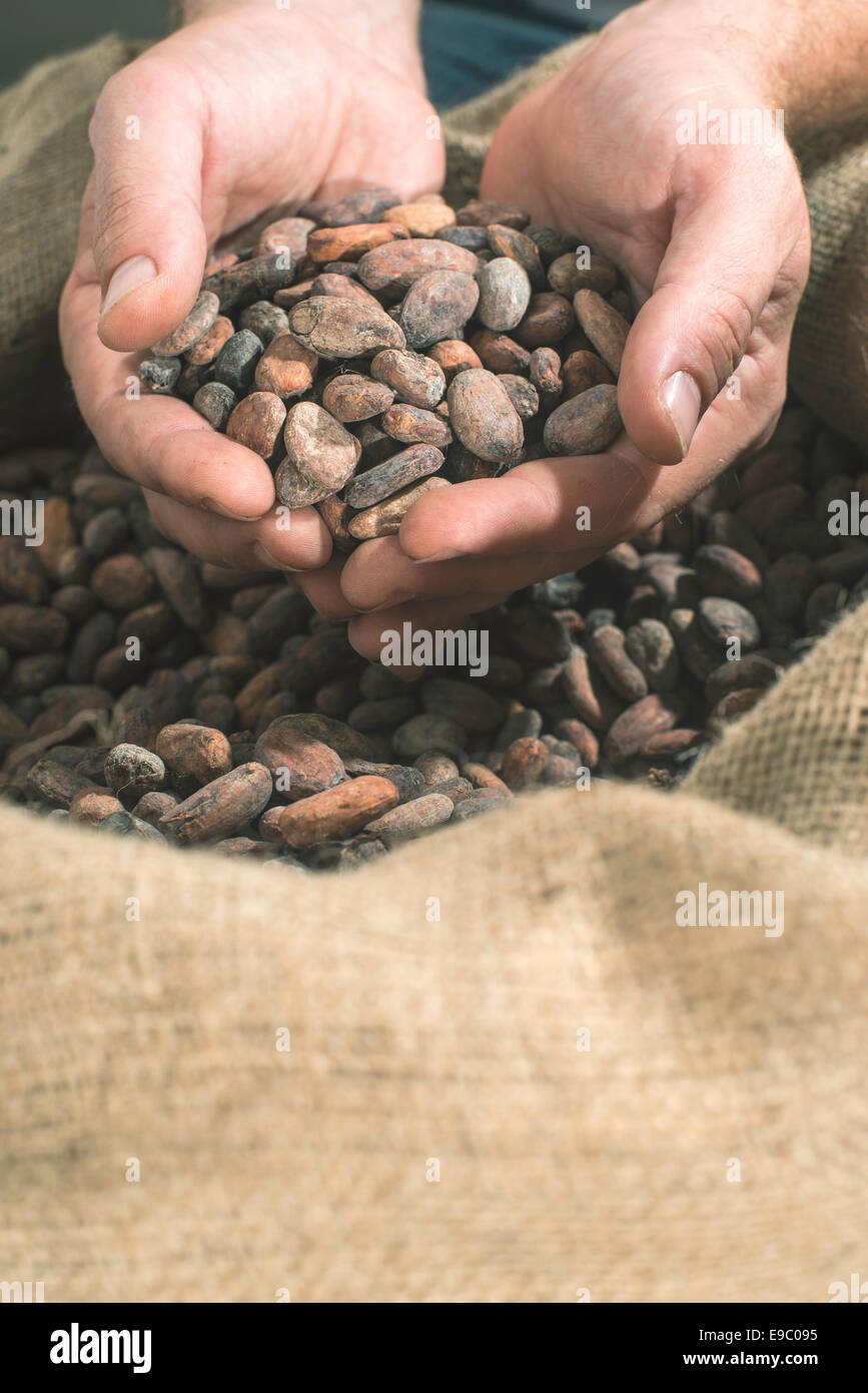 Détient la main dans un sac de fèves de cacao Photo Stock - Alamy