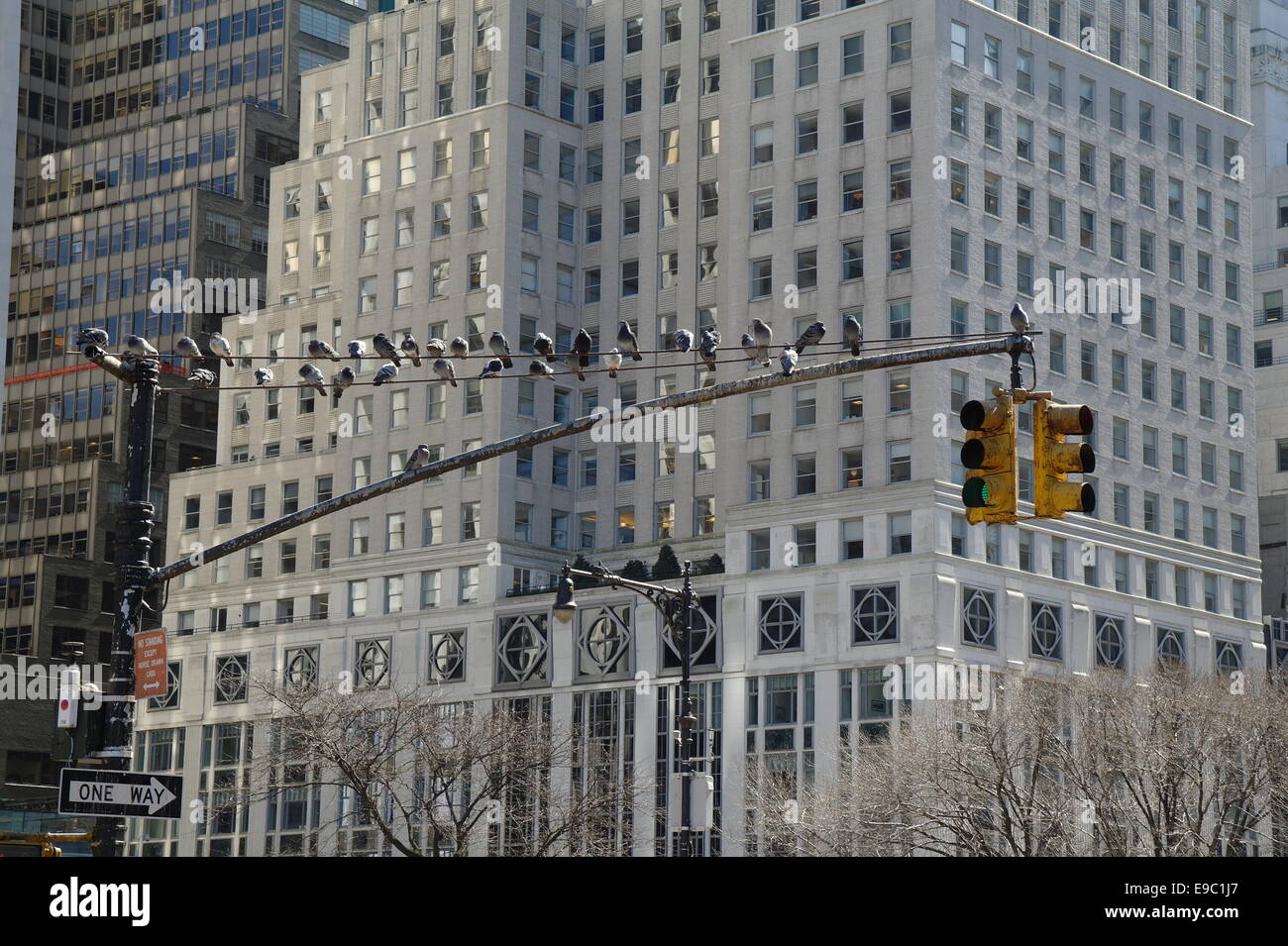 Les pigeons s'assit dans une ligne le long d'un feu rouge à l'angle de Central Park et de la 5e Avenue, New York Banque D'Images