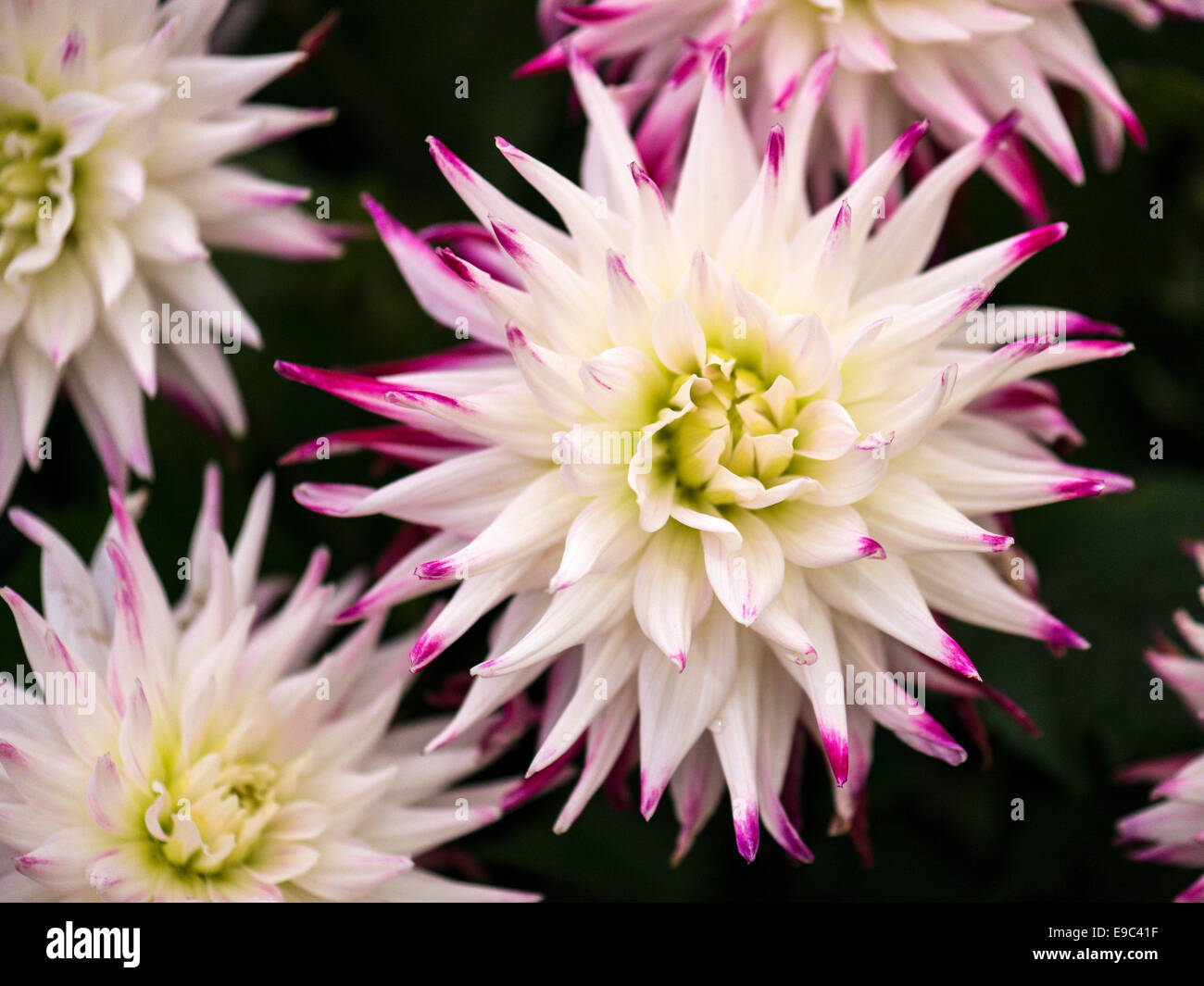 Le Dahlia, superbe spécimen avec des fleurs blanches et pétales rose choquant conseils. Banque D'Images