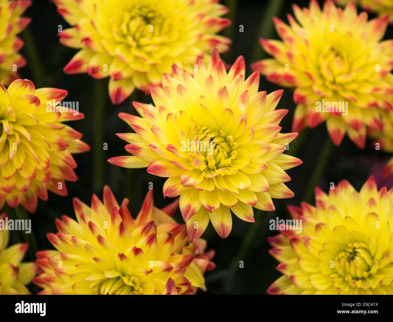 Le Dahlia, superbe spécimen avec plusieurs fleurs jaunes à pétales rouges tips Banque D'Images