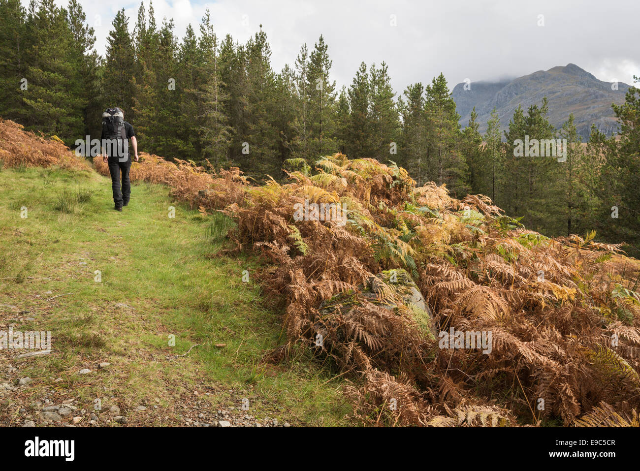 Walker dans Kernsary forêt près de Poolewe, avec Beinn Airigh Charr dans l'arrière-plan Banque D'Images