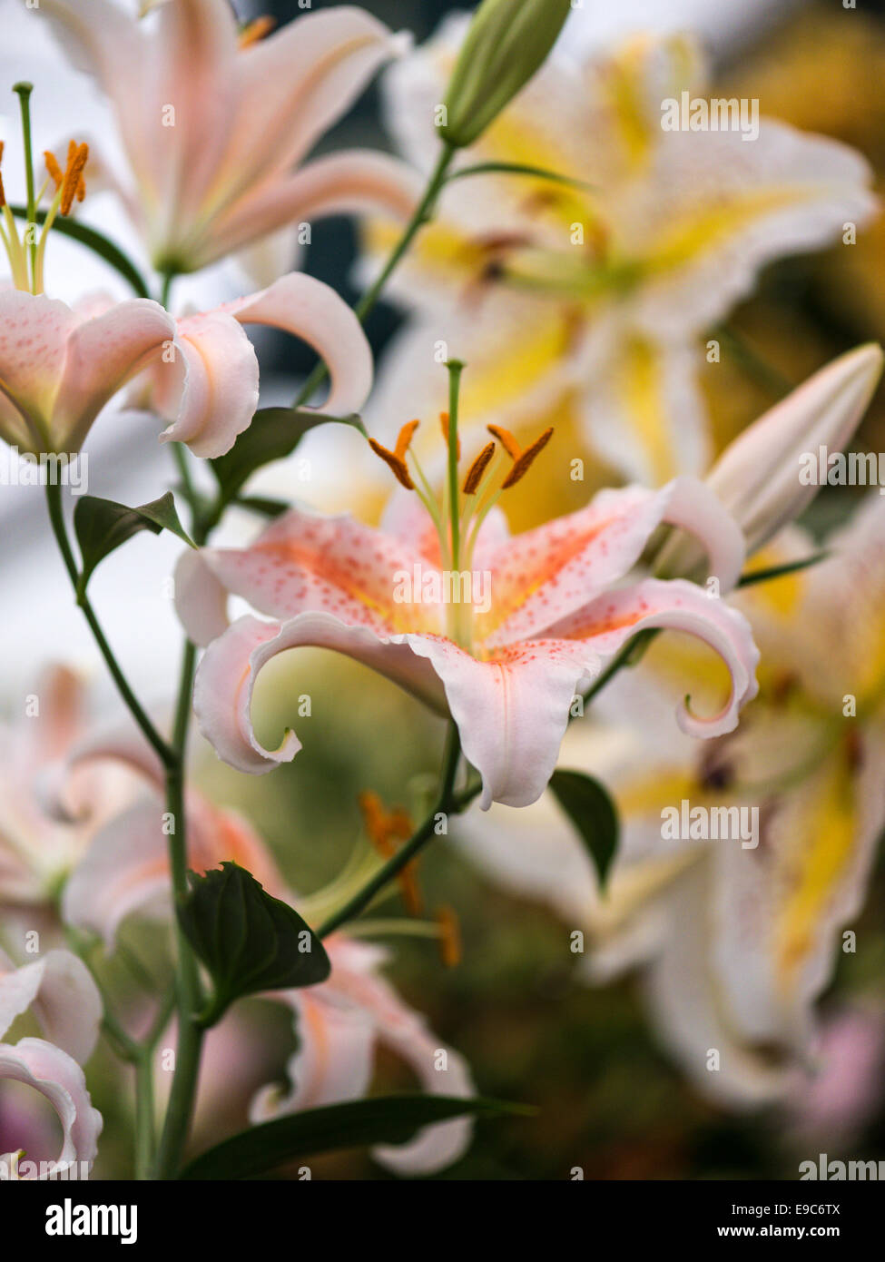 Lilium blanc avec une bande jaune centrale, pétales bouclés avec le pollen des étamines rempli Banque D'Images