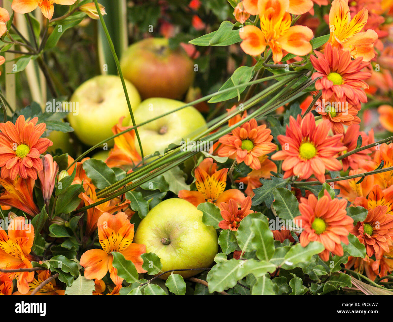 Droit d'affichage comprenant des pommes entouré d'Asteraceae et des variétés de feuillage. Banque D'Images