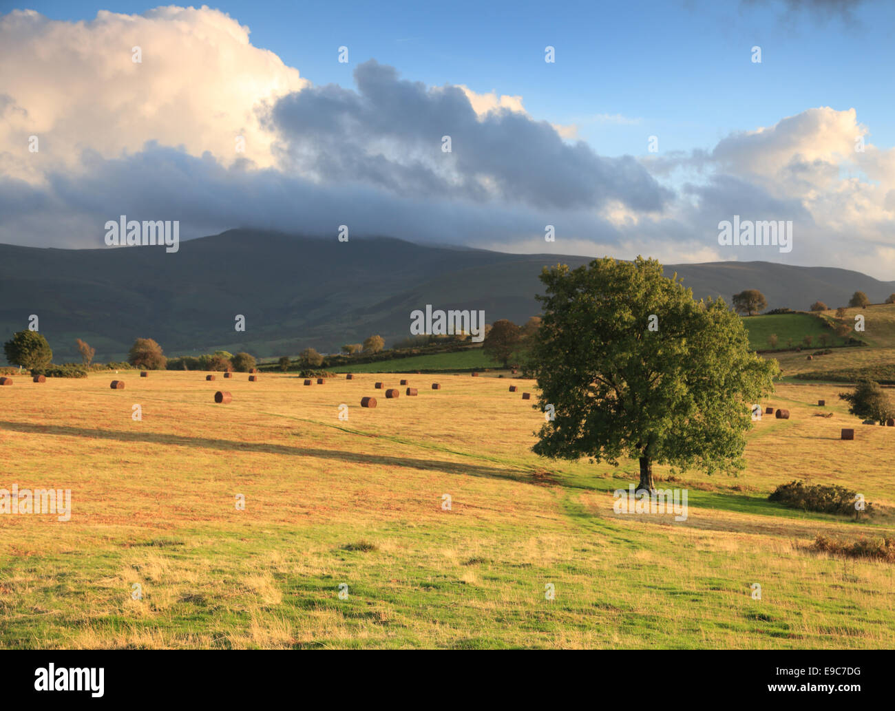 Soirée d'automne du soleil et Brecon Beacons sur le paysage commun Illtud Mynydd près de Brecon, Wales, avec des bottes de fougère Banque D'Images
