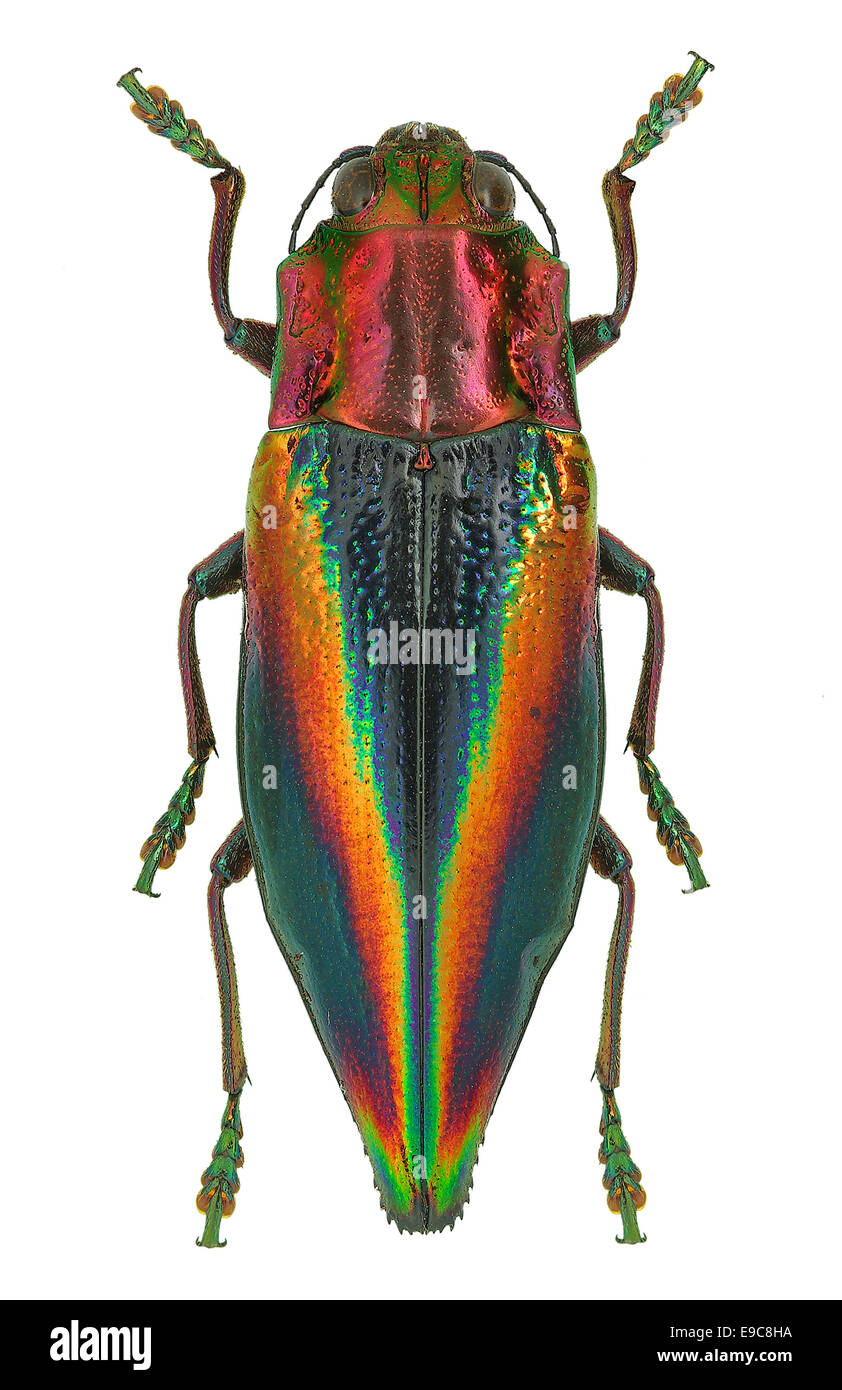 Jewel beetle couleur arc-en-Cyphogastra javanica d'Indonésie Banque D'Images