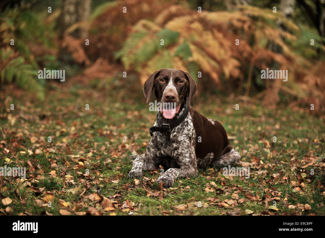 Un jeune Braque Allemand en faisant une pause pendant l'exercice Banque D'Images