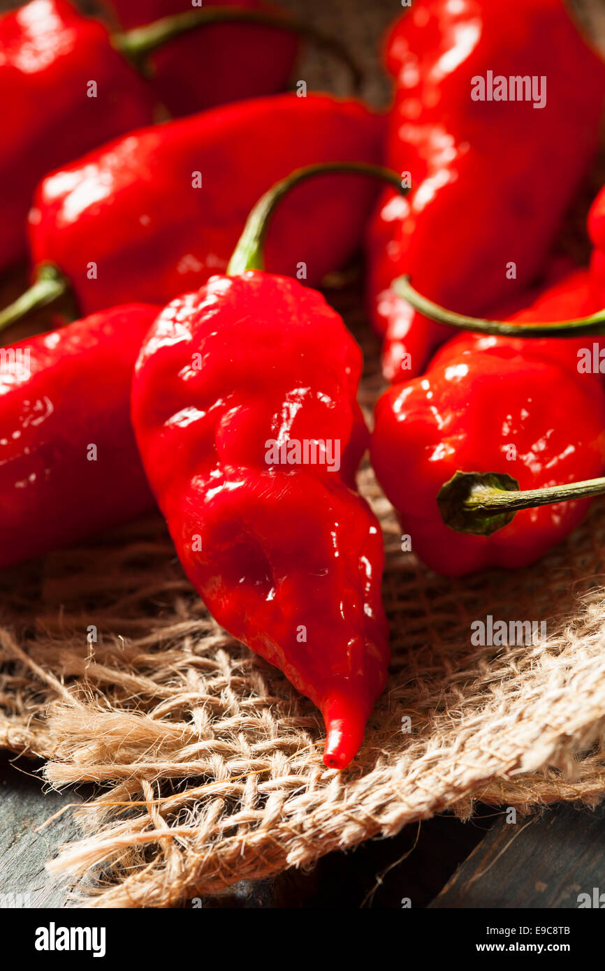 Chaud épicé Bhut Jolokia Ghost poivrons sur un arrière-plan Banque D'Images