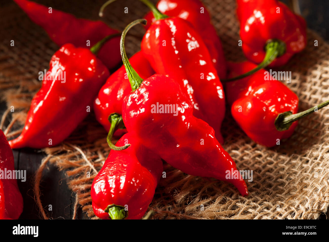 Chaud épicé Bhut Jolokia Ghost poivrons sur un arrière-plan Banque D'Images