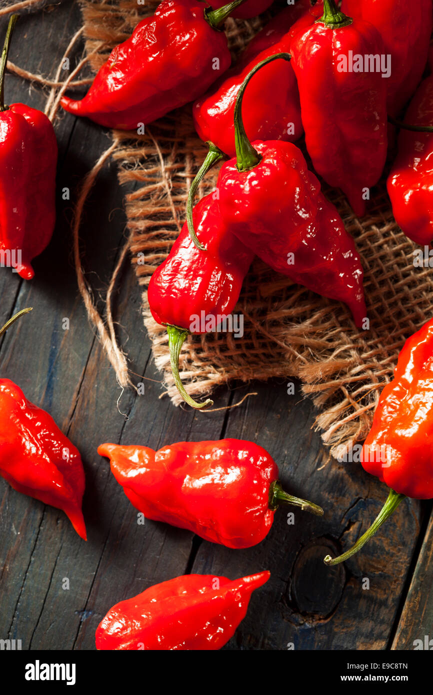 Chaud épicé Bhut Jolokia Ghost poivrons sur un arrière-plan Banque D'Images